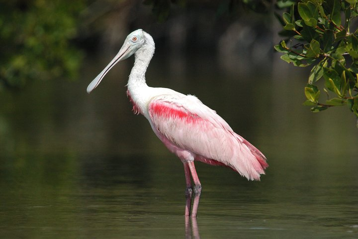Small-Group Everglades Boating Kayaking and Walking Eco Tour - Photo 1 of 9